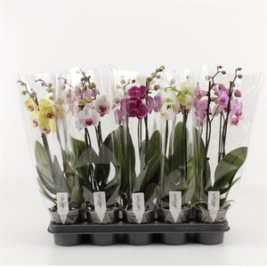 Mixed Phalaenopsis Orchid – 2 Stem, 12cm Pot