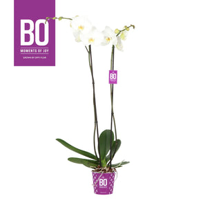 White Phalaenopsis Orchid – 17cm Pot, 110cm High