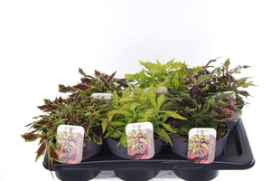 Mixed Coleus ‘Flamethrower’ – 17cm Pot
