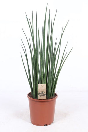 Mikado Snake Plant (Sansevieria) – 19cm Pot, 70cm High