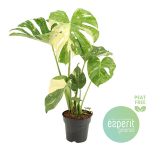 Thai Constellation Monstera (Monstera deliciosa) – 17cm Pot