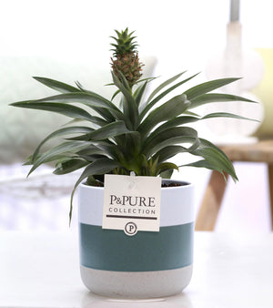 Dark Red Ananas 'Mi Rosita' – 12cm Ceramic Pot