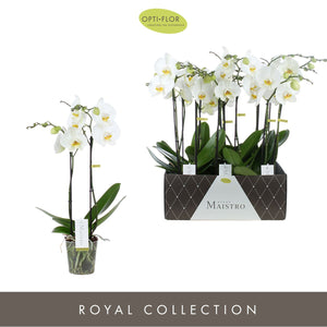 White Phalaenopsis Orchid – 2 Stem, 12cm Pot