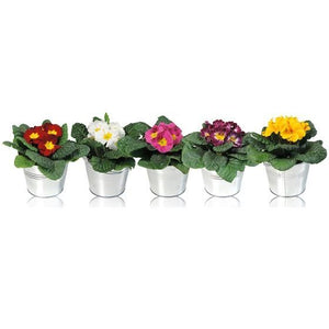 Mixed Primula Acaulis in Zinc Bucket – 11cm Pot