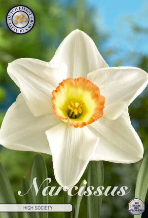 Narcissus ‘High Society’ Flower Bulbs – Pack of 5