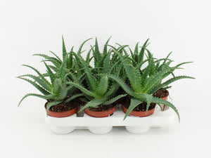Aloe arborescens – 10.5cm Pot