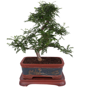 Indoor Zanthoxylum Bonsai – 40cm Ceramic Pot