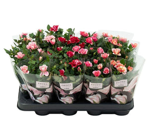 Mixed Mini Rose Plant (Rosa) – 7cm Pot