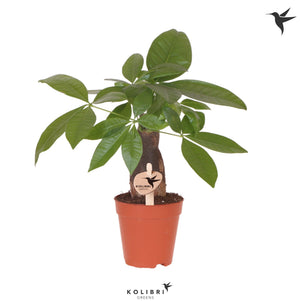Money Tree (Pachira aquatica) – 9cm Pot