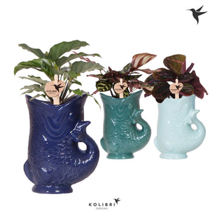 Mixed Calathea Houseplant – 9cm Ceramic Pot
