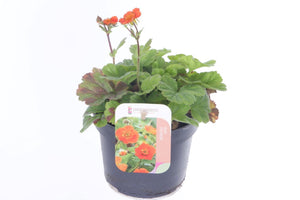 Orange Geum ‘Coccineum Tosai’ – 13cm Pot