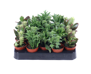 Mixed Crassula Succulent – 5.5cm Pot