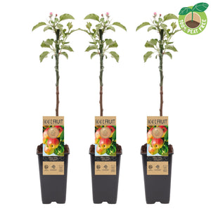 Jonagold Apple Tree (Malus domestica) – 15cm Pot