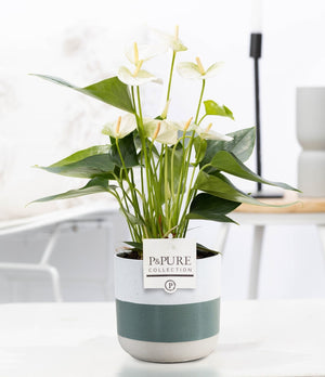 White Anthurium ‘Lauren’ – 12cm Ceramic Pot