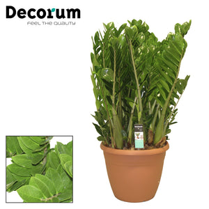 ZZ Plant (Zamioculcas zamiifolia) – 37cm Pot