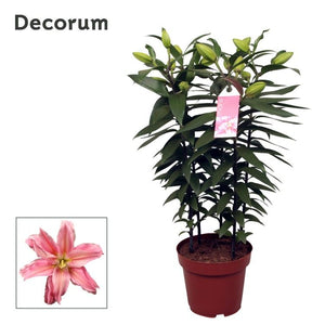 Pink Double Oriental Lily ‘Roselily Sara’ – 19cm Pot