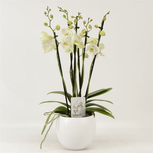 White Phalaenopsis Orchid – 6 Stems, 12cm Ceramic Pot