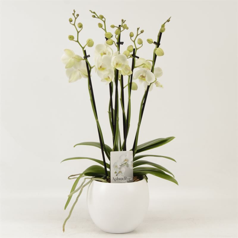 White Phalaenopsis Orchid – 6 Stem, 12cm Ceramic Pot