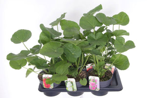 Mixed Alcea Hollyhock – 17cm Pot