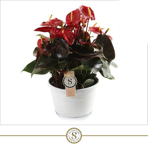 Coral Anthurium 'Champion' (Flamingo Flower) – 20cm Pot