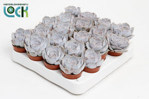 Echeveria runyonii Succulent – 5.5cm Pot