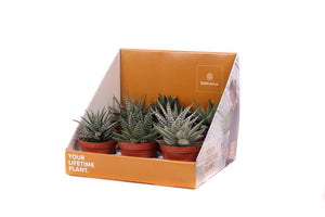 Mixed Haworthia Succulent – 8.5cm Pot