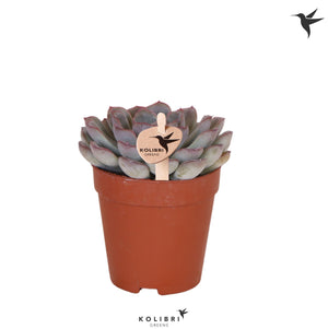 Echeveria Succulent – 9cm Pot, Approx. 11cm High