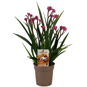 Pink Anigozanthos ‘Beauty’ – 12cm Pot