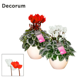 White Cyclamen persicum – 13cm Ceramic Pot