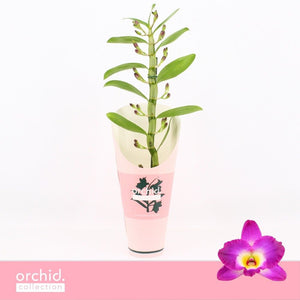 Peach and Pink Dendrobium Nobile Orchid – 12cm Pot