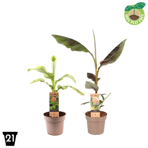 Banana Plant (Musa) – 21cm Pot, 50cm High