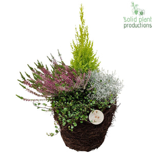 Salim Medium Plant Arrangement – 26cm Pot