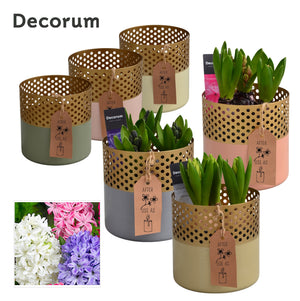 Zinc Bucket Plant Arrangement – 13cm Pot