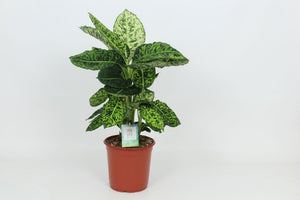 Dieffenbachia ‘Reflector’ – 24cm Pot, 90cm High