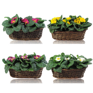 Primula Acaulis Group – 30cm Pot