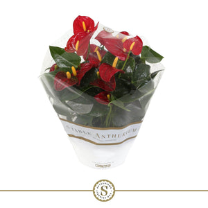 White Anthurium ‘Champion’ – 17cm Pot