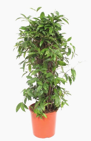 Dracaena surculosa Bush Tree – 30cm Pot, 120cm High