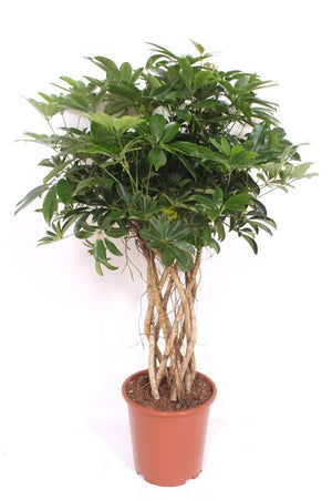 Braided Dwarf Umbrella Tree (Schefflera arboricola) – 27cm Pot