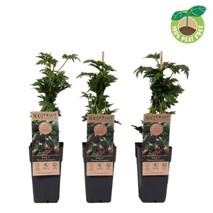 Thornless Evergreen Blackberry (Rubus fruticosus) – 15cm Pot