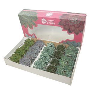 Mixed Echeveria Succulent – 8.5cm Pot