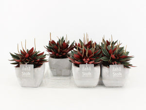 Red Peperomia Caperata – 11cm Stone-Effect Pot