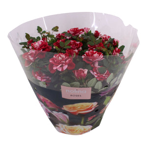 Red Rose Plant (Rosa) – 23cm Pot