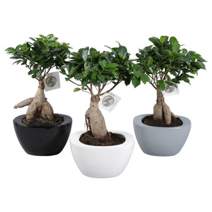 Ficus Ginseng Bonsai – 22cm Ceramic Pot