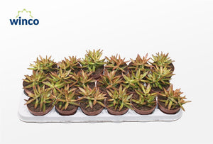 Sedum ‘Neusbaumiama’ – 8.5cm Pot