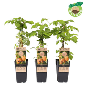 Fallgold Yellow Raspberry (Rubus idaeus) – 15cm Pot