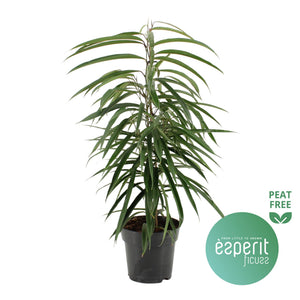 Ficus Alii (Ficus binnendijkii) – 17cm Pot, 70cm High