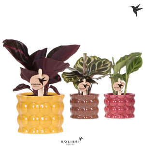 Mixed Calathea Houseplant – 6cm Ceramic Pot