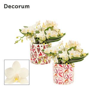 White Phalaenopsis Orchid – 4 Stem, 12cm Ceramic Pot