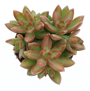 Coppertone Stonecrop (Sedum nussbaumerianum) – 10.5cm Pot