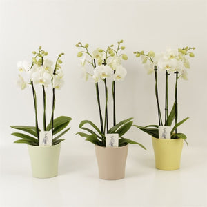 White Phalaenopsis Orchid – 4 Stem, 12cm Ceramic Pot